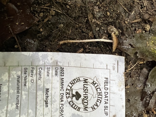 Agaricineae (Photo 4 of 4)