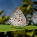 Lantana Hairstreak - Photo (c) Kel, all rights reserved, uploaded by Kel