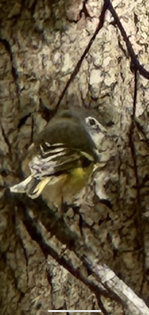 Blue-headed Vireo From Latourette Park & Golf Course, New York, Ny, Us 