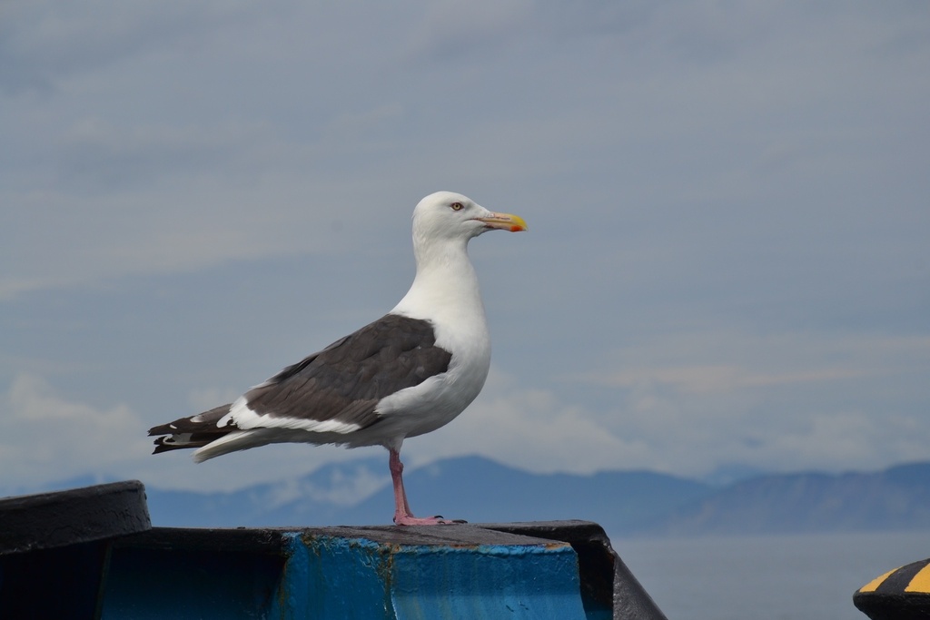 Slaty-backed Gull (Larus schistisagus) photo