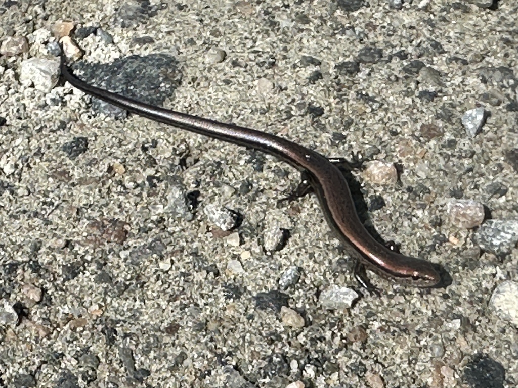 Little Brown Skink from Mackay Island National Wildlife Refuge, Knotts ...