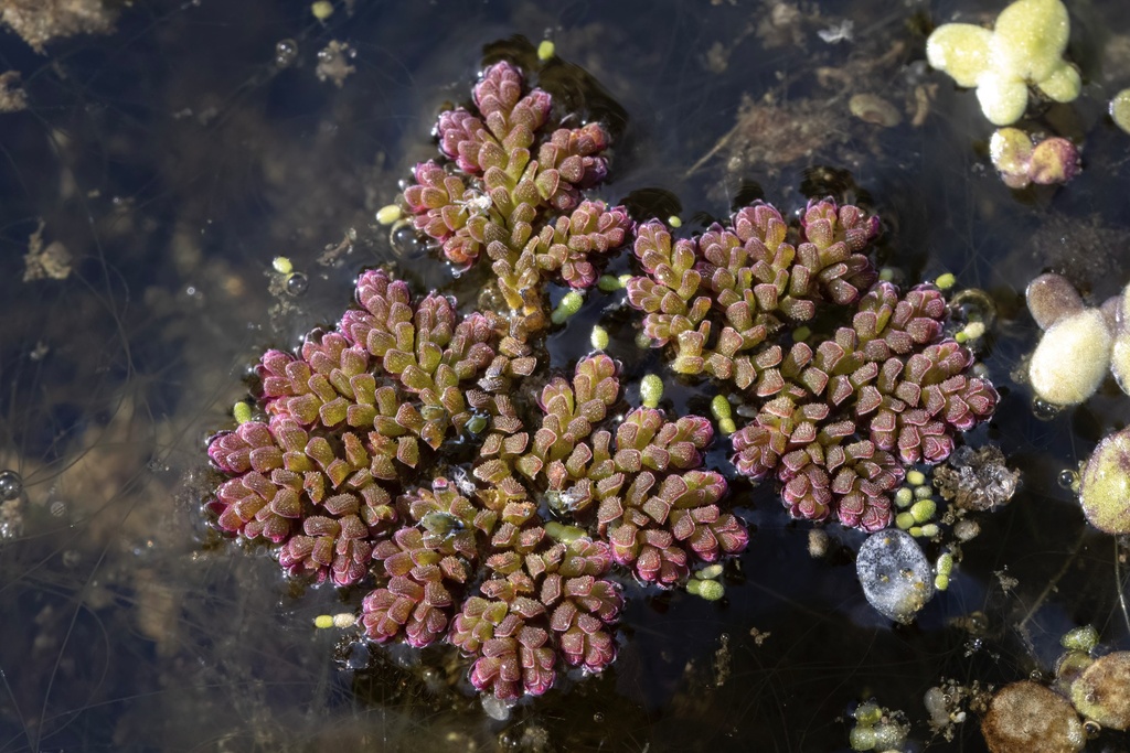 Azolla cristata from Black Pond, Henderson, NY, US on September 3, 2023