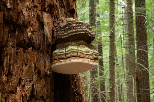 Fomitopsis officinalis (Vill.) Bondartsev & Singer