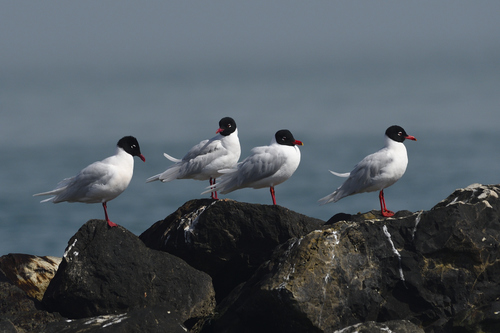 Mediterranean Gull