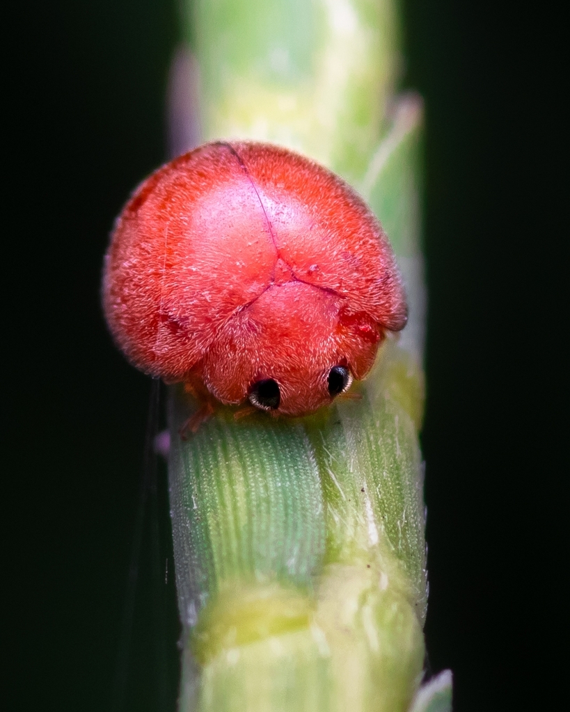 Beetles from 22VV+XFJ, Haldia Riverside Estates Limited, Haldia, West Bengal 721631, India on