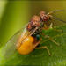 Orasema freychei - Photo (c) RAP, all rights reserved, uploaded by RAP
