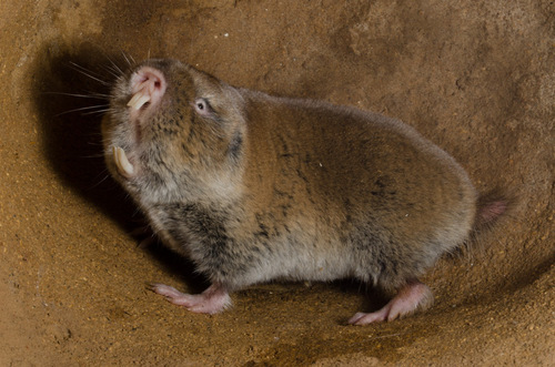 Mahali Mole-rat (Cryptomys mahali) — Data Deficient Mammalia