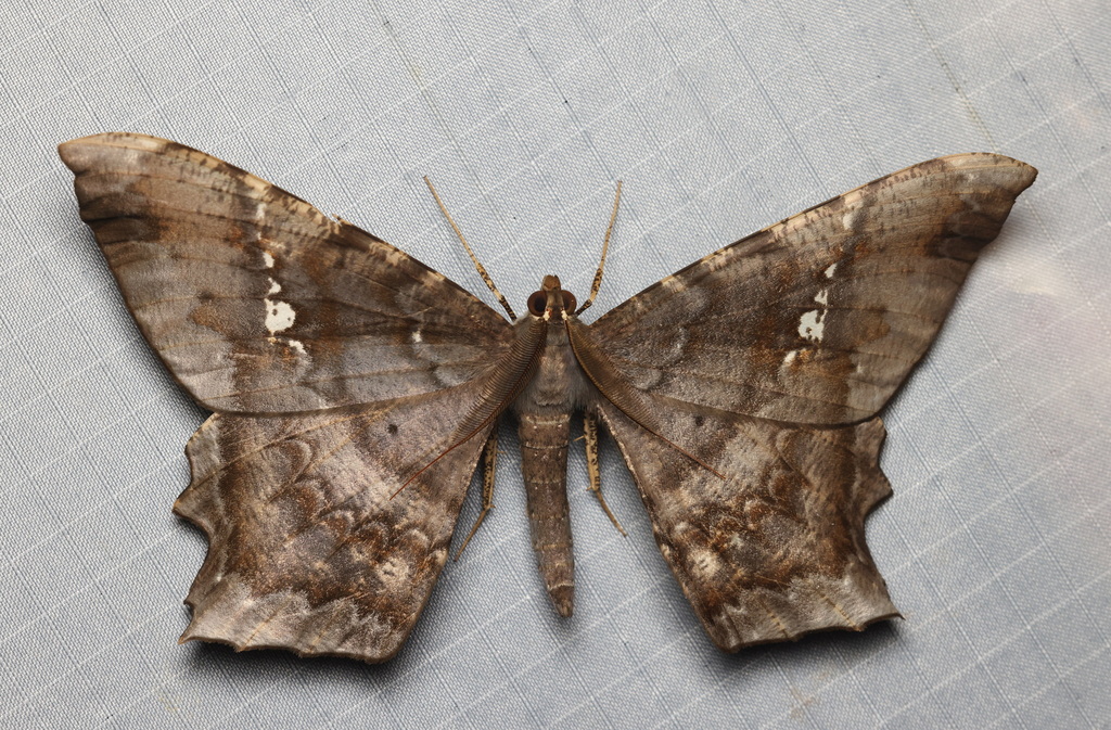 Amblychia infoveata from Bukit Fraser, 49000 Bukit Fraser, Pahang