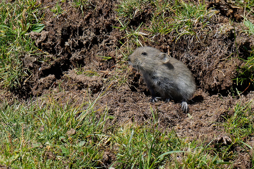 Chinese scrub vole (Neodon irene) — Least Concern Mammalia