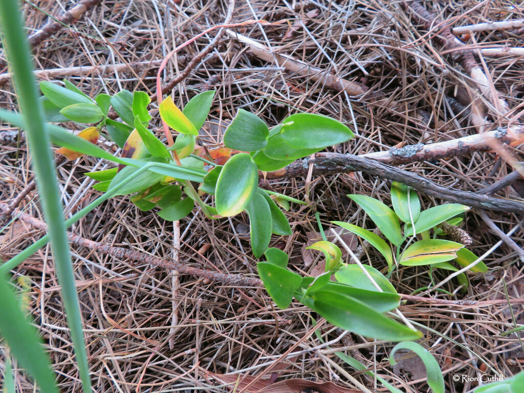 cape-smilax-from-city-of-cape-town-western-cape-south-africa-on