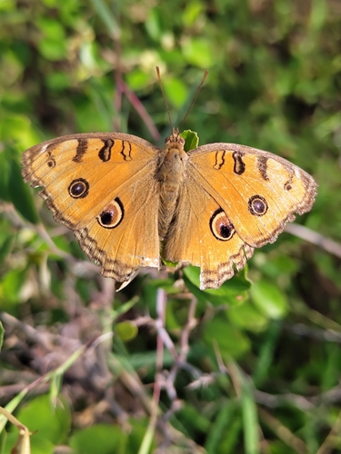 Peacock Pansy