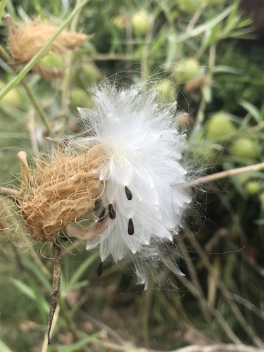 balloonplant