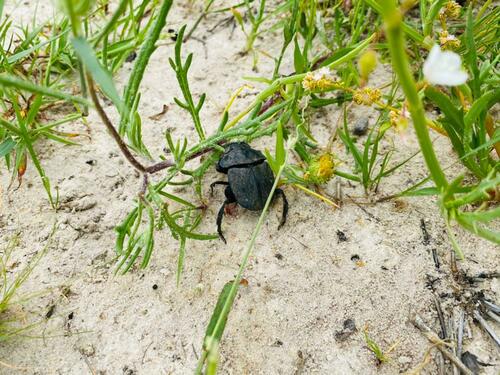 Popeye Dung Beetle