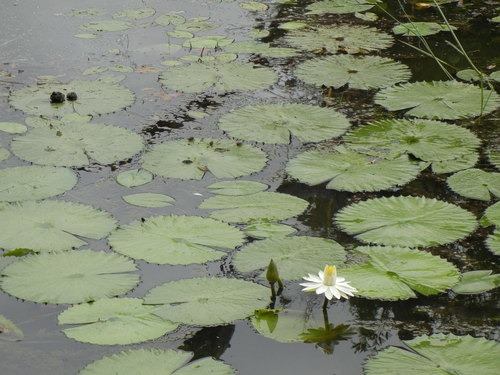 Egyptian white water-lily