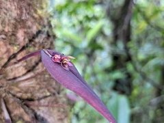 Image of Acianthera decipiens
