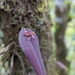 Acianthera decipiens - Photo 由 Jessie Aguilar 所上傳的 (c) Jessie Aguilar，保留所有權利