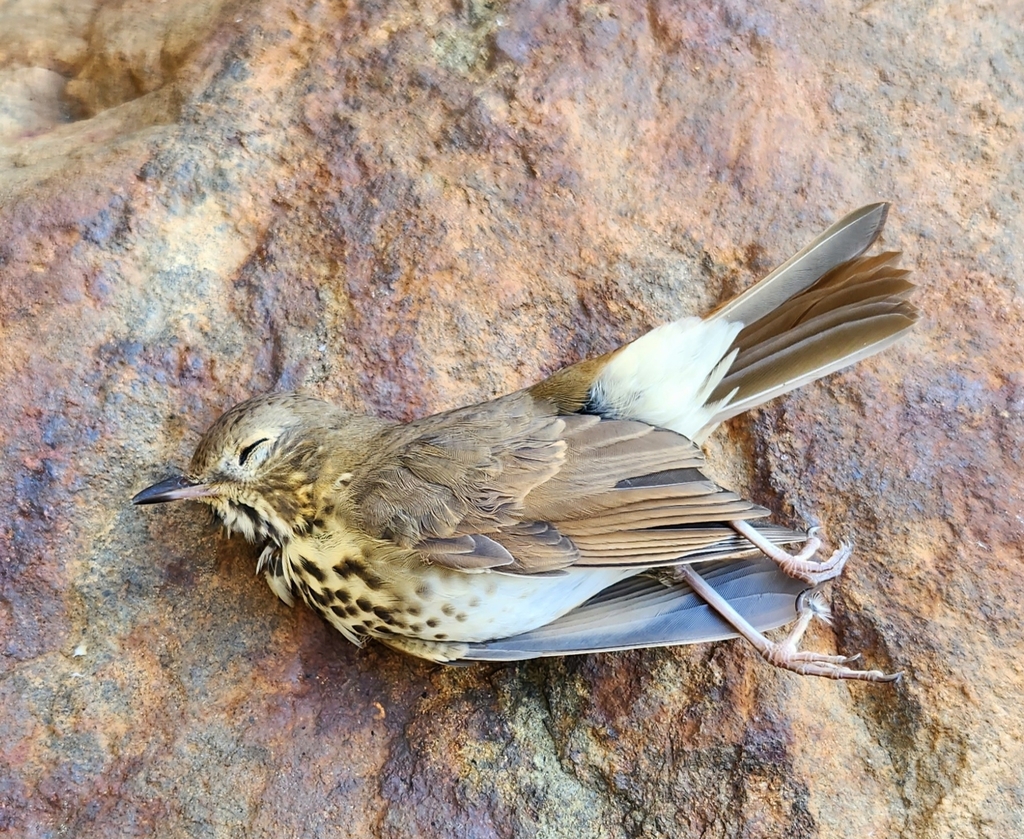 Hermit Thrush from Canterbury, NH 03224, USA on October 8, 2023 at 05