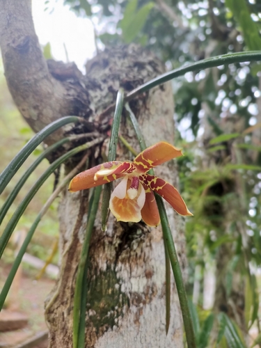 Hadwen's Whip Orchid