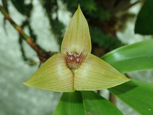Erikae Orchid