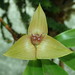 Maxillaria erikae - Photo (c) Rudy Gelis, todos os direitos reservados, uploaded by Rudy Gelis