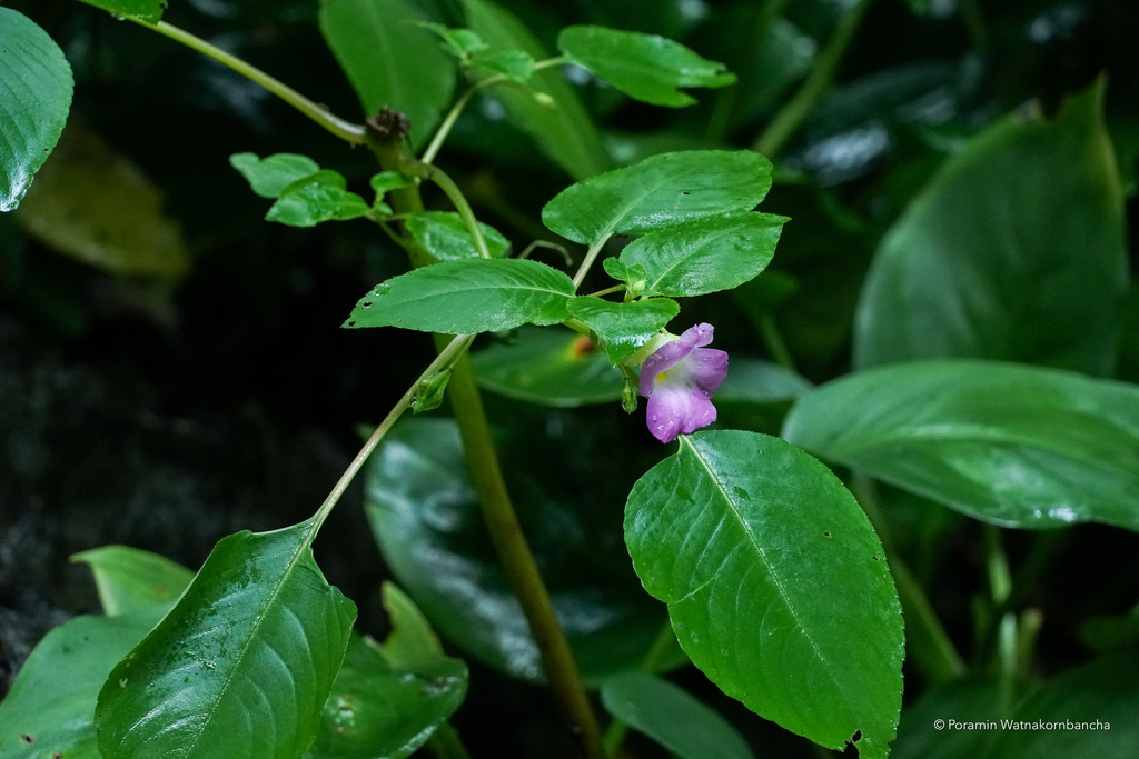 Impatiens calcicola (Limestone Balsam)
