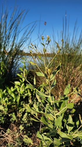 iNaturalist observation photo of broadleaved pepperweed