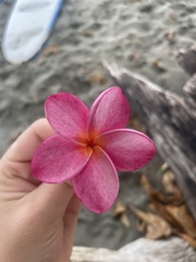 Plumeria rubra image