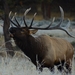 American Elk - Photo (c) Hayden Lewis, all rights reserved, uploaded by Hayden Lewis