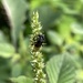 Mexican Robust-Stingless Bee - Photo (c) Horacio V. Barcenas, all rights reserved, uploaded by Horacio V. Barcenas
