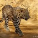 Leopardo-da-Pérsia - Photo (c) rubenbc, todos os direitos reservados