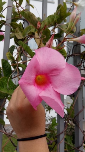 Allamanda blanchetii image