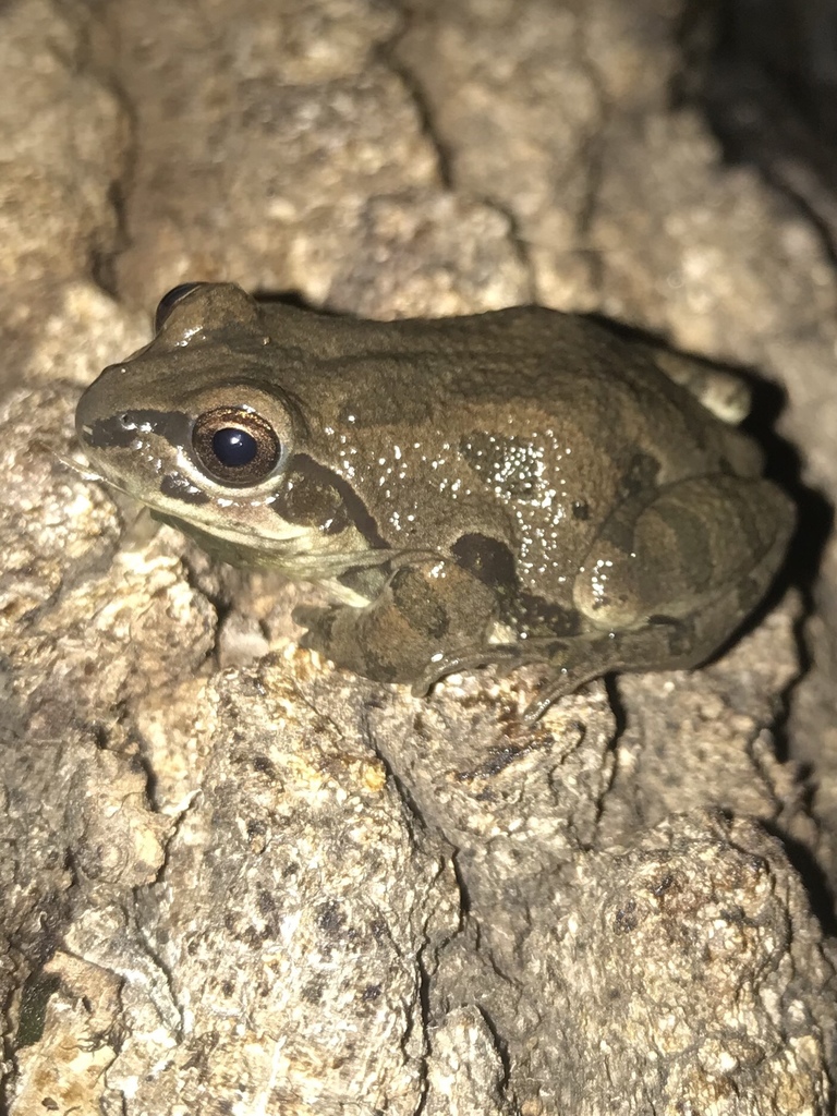 Strecker's Chorus Frog from 13560 Highway 60, Fairview, OK, US on March ...