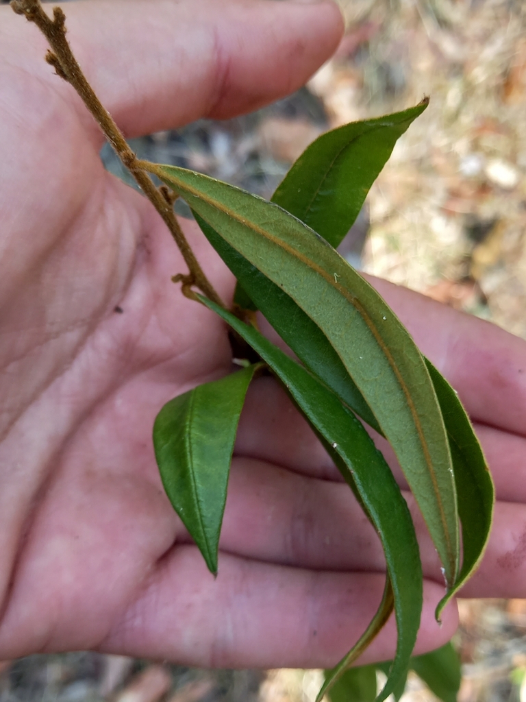 Purple Bush Pea From Cornubia Qld Australia On October At Am By Emily