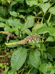 Phytolacca rivinoides image