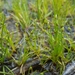 Isolepis pseudosetacea - Photo (c) Eric Hunt, όλα τα δικαιώματα διατηρούνται, uploaded by Eric Hunt