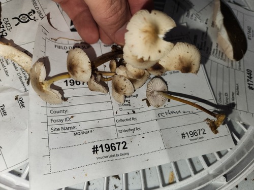 Mycena inclinata