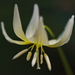 California Fawn Lily - Photo (c) dclump, all rights reserved, uploaded by dclump