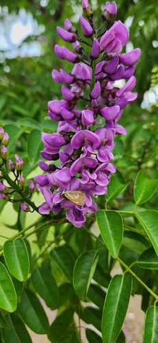 Lancepod (Lonchocarpus violaceus)