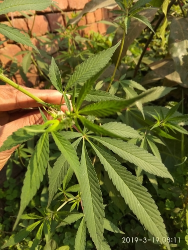 Cannabis