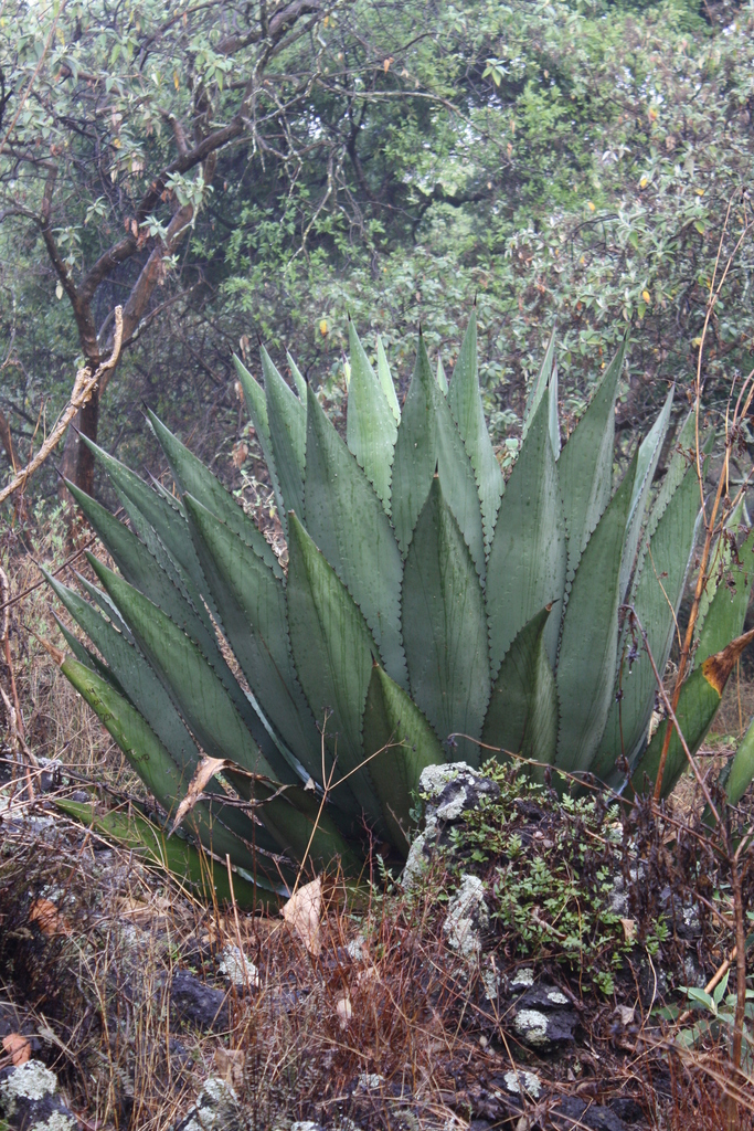Agave inaequidens  iNaturalist