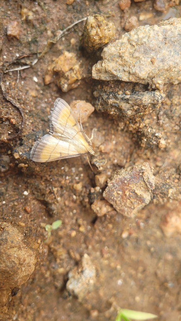 Rice Leaf-roller From Mandya, In-ka, In On October 25, 2023 At 11:49 Am 