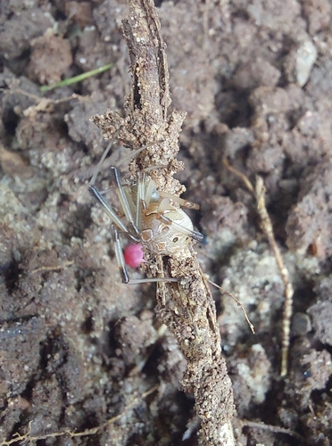 Brown Widow