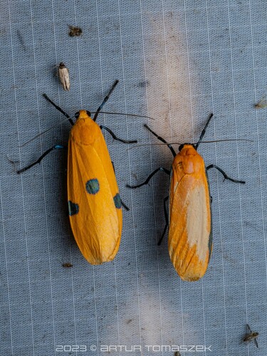 Conilepia nigricosta (Leech, 1888)