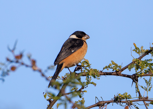 Cinnamon-rumped Seedeater