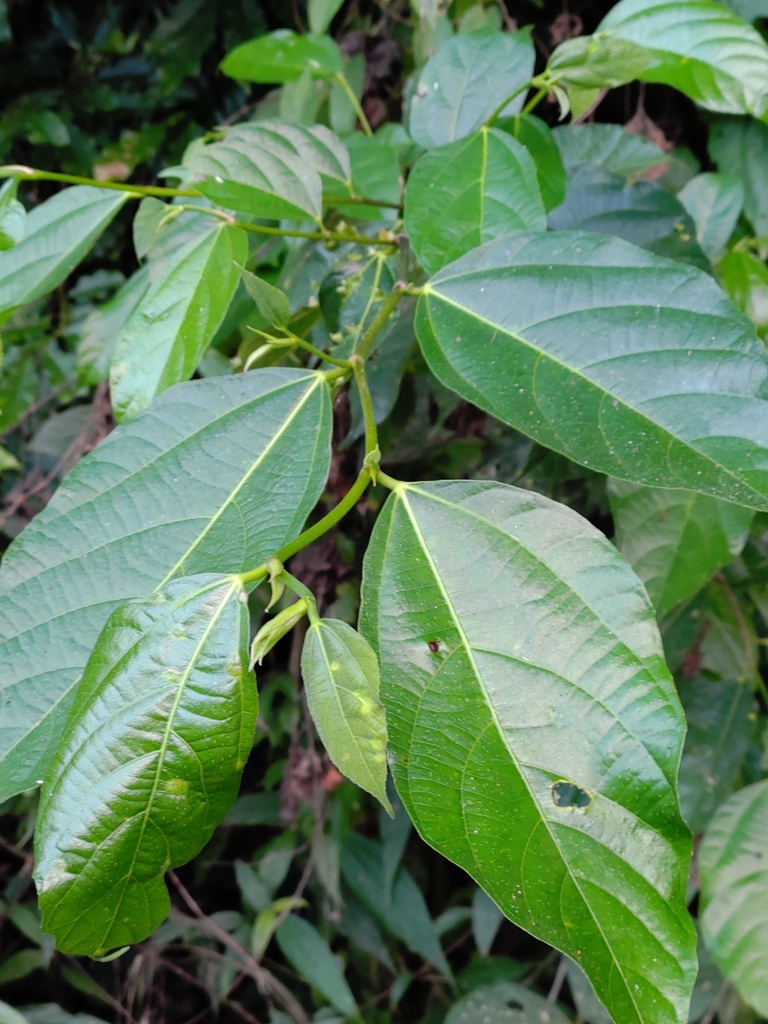 Ficus irisana from Miaoli, TW-TA, TW on October 25, 2023 at 04:51 PM by ...