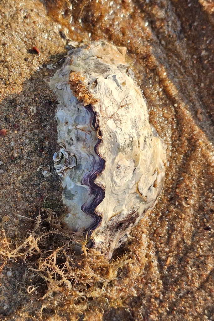 True Oyster Shell True Oysters from Port Hedland WA 6721, Australia on October 25, 2023 ...