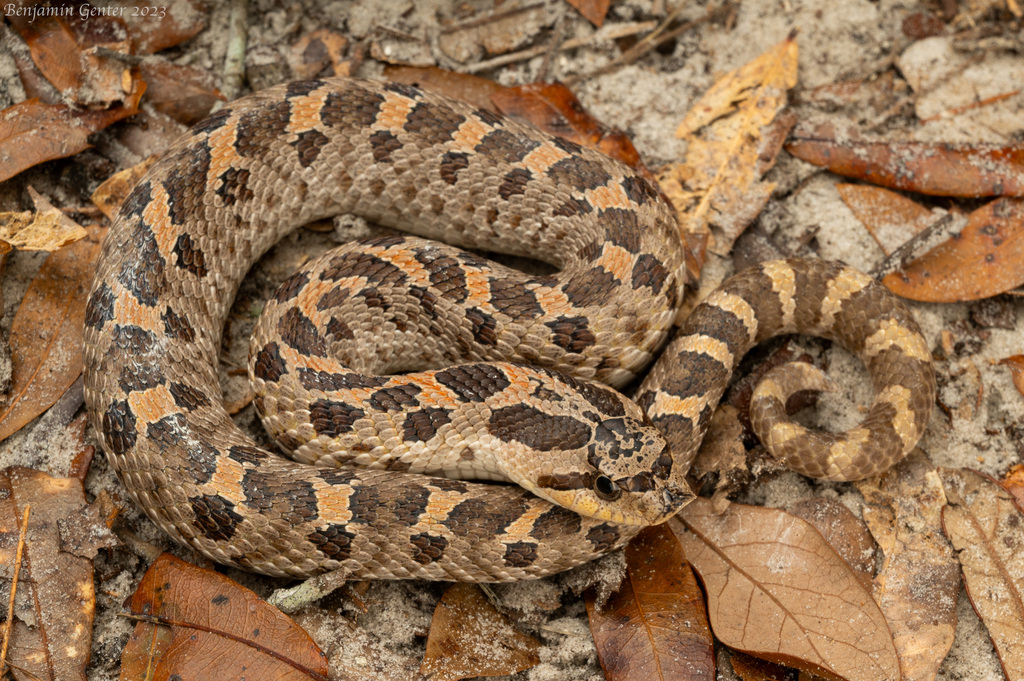 Eastern Hognose Snake - North Carolina