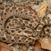 Southern Hognose Snake - Photo (c) Benjamin Genter, all rights reserved, uploaded by Benjamin Genter