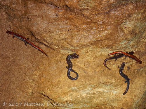 Southern Zigzag Salamander