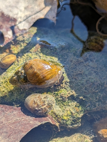 taxonomy_inaturalist image for Lithasia geniculata fuliginosa